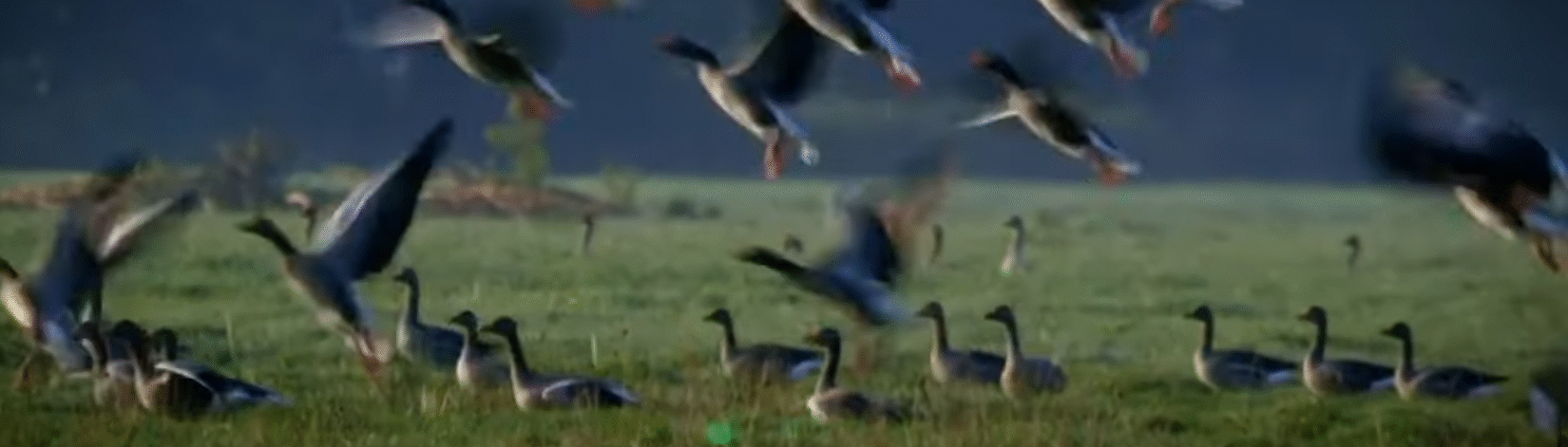 Bird Laser Australia – Effective Bird Control with Laser Technology